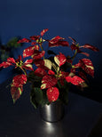 Poinsettia variegata