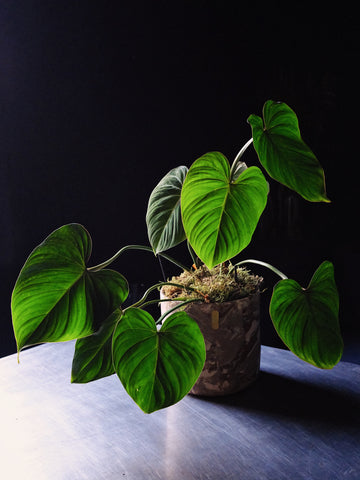 Philodendron gloriosum