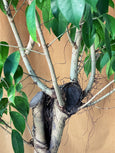 Ficus benjamina
