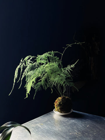 Kokedama de Asparagus setaceus