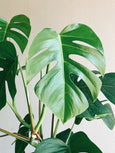 Monstera deliciosa