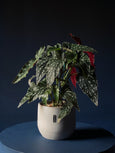 Begonia maculata