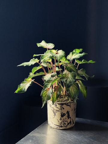 Caladium ‘White Butterfly’