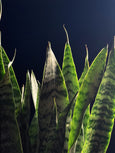 Dracaena trifasciata