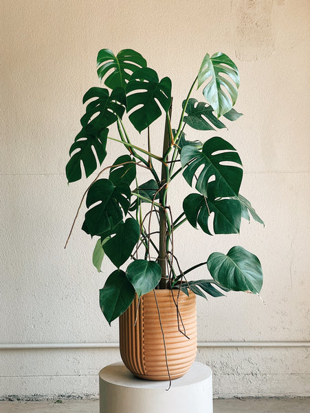 Monstera deliciosa