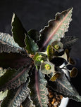 Euphorbia francoisii