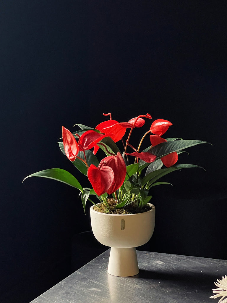 Anthurium scherzerianum christine
