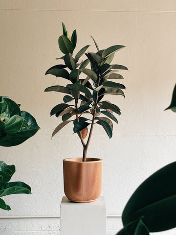 Ficus elastica 'Burgundy'