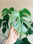 Monstera deliciosa