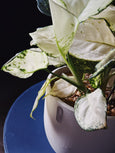 Aglaonema 'white joy'