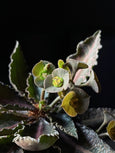 Euphorbia francoisii