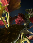 Begonia maculata