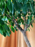Ficus benjamina