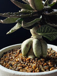 Euphorbia francoisii