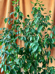 Ficus benjamina
