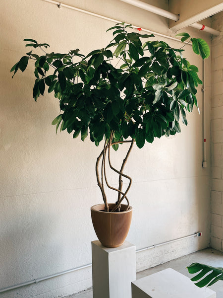 Schefflera arboricola