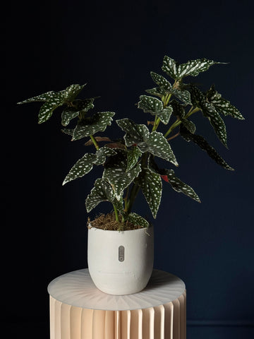 Begonia maculata