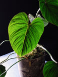 Philodendron gloriosum