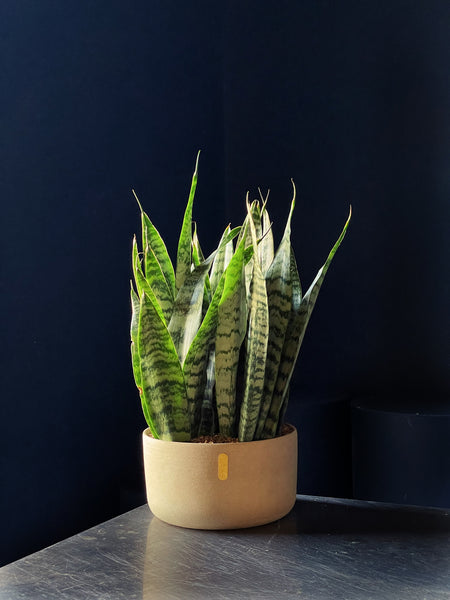 Dracaena trifasciata