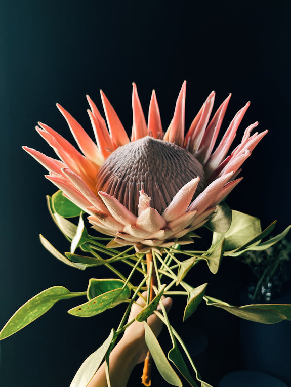 Protea cynaroides