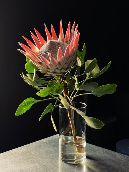 Protea cynaroides