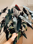 folhas pretas na natureza philodendron erubescens 