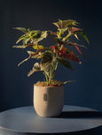 Begonia maculata