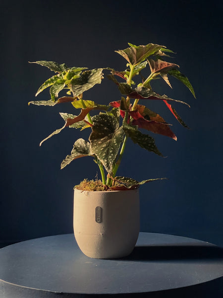 Begonia maculata