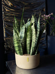 Dracaena trifasciata
