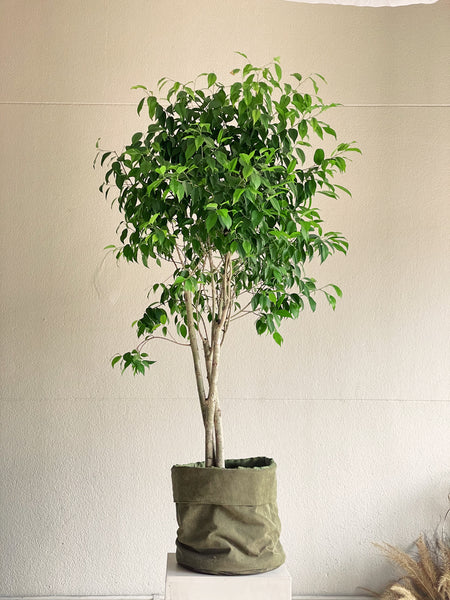 Ficus benjamina