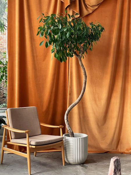 Ficus benjamina