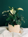 plantas tropicais nativas do brasil roberto burle marx presente de natal syngonium albo variegata