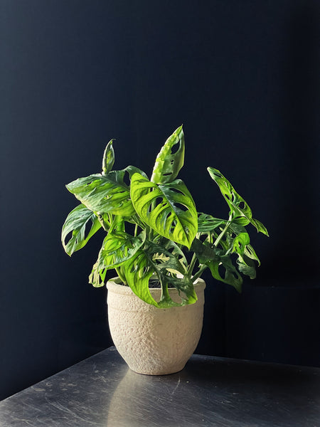 Monstera adansonii