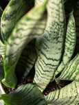 Dracaena trifasciata