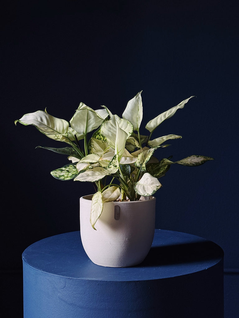 Aglaonema 'white joy'