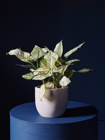 Aglaonema 'white joy'
