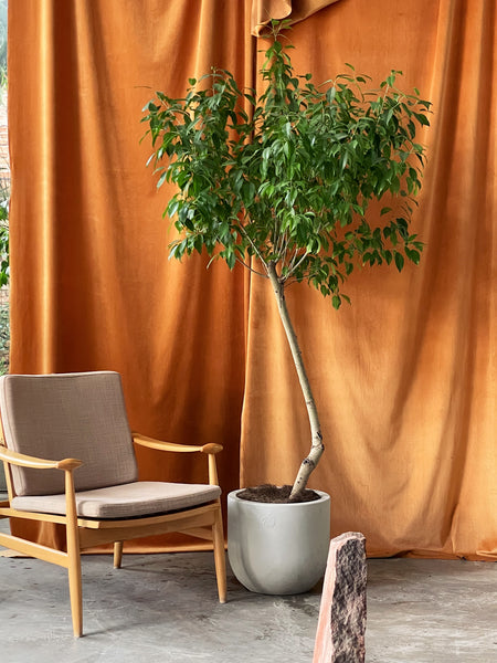Ficus benjamina