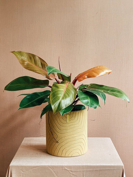 Philodendron 'Prince of Orange'