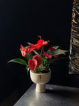 Anthurium scherzerianum christine