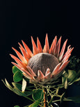 Protea cynaroides