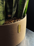 Dracaena trifasciata