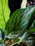 Aglaonema 'Silver Queen'