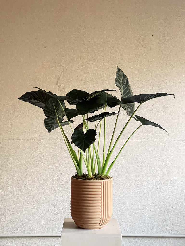 Alocasia 'Regal Shields'