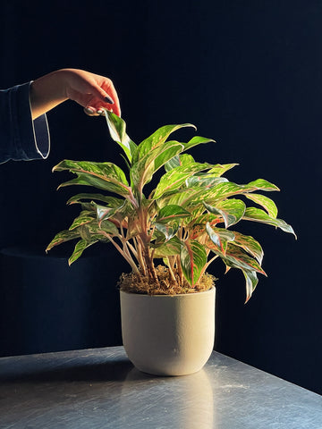 Aglaonema 'Sparkling Sarah'