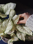 Aglaonema 'white joy'
