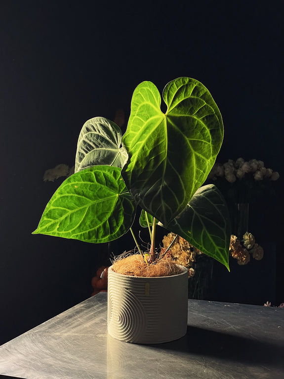 Anthurium magnificum