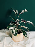 plantas tropicais nativas do brasil roberto burle marx presente de natal calatea white fusion