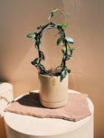 ceropegia sandersonii planta diferente para ambientes internos vasos com design