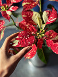 Poinsettia variegata