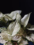 Aglaonema 'white joy'